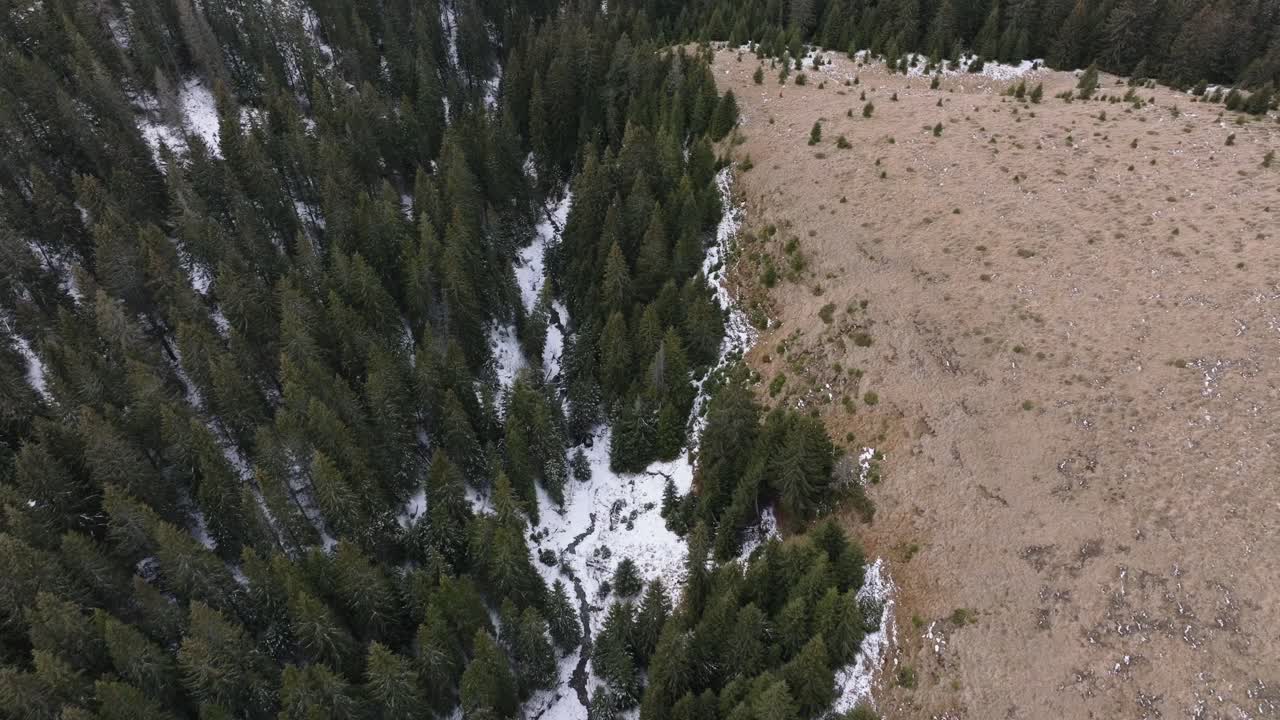 valle de los árboles en las montañas de bucegi, rumania
