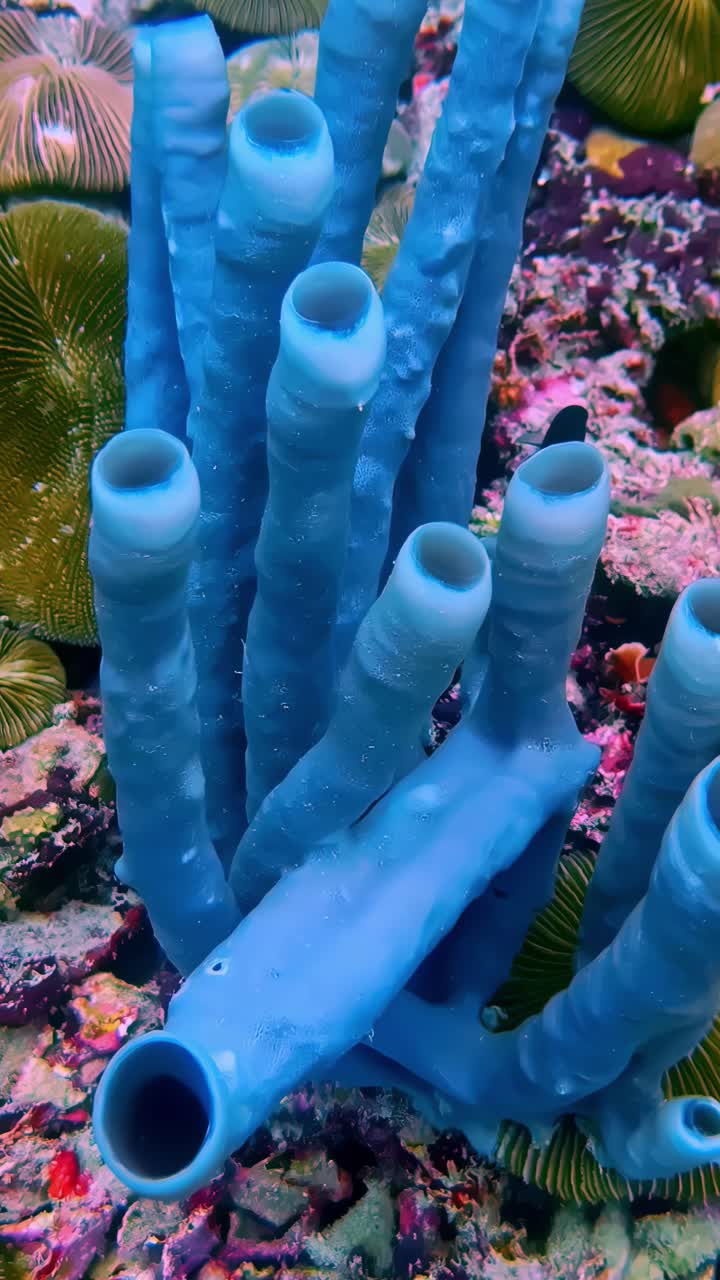 Purple tube sponge in vertical underwater video