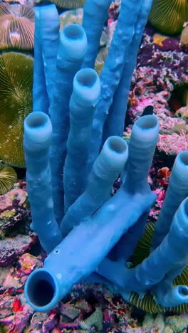 purple tube sponge in vertical underwater video