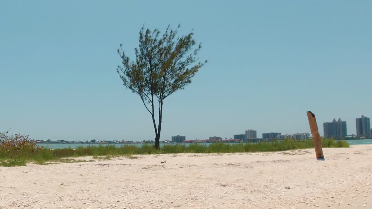A serene beachscape featuring a single tree and distant high-rise buildings across the water under a clear blue sky. The atmosphere is peaceful and still,