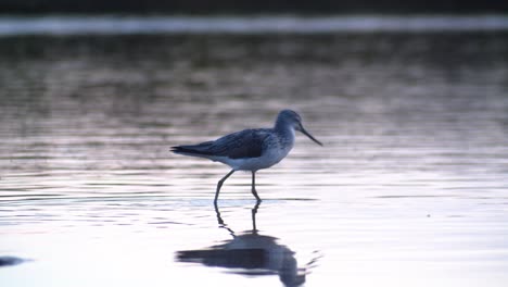 Toma-En-Cámara-Lenta-Del-Pájaro-Greenshank-Común-Buscando-Comida-Para-Insectos,-Cerdeña