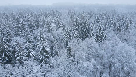 Interminables-Abetos-Cubiertos-De-Nieve-En-El-Bosque-De-Invierno,-Deby,-Polonia