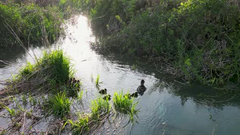 aerial view of common merganser ducklings with mother in calm wetland waters, hoover reservoir, ohio