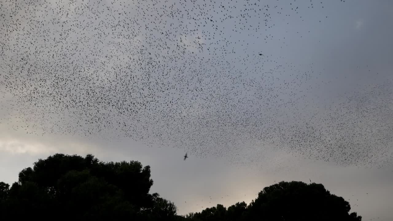 A flock of starlings soaring over Parque del Castillo Palomar, Zaragoza, Spain