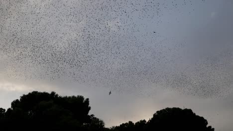 a flock of starlings soaring over parque del castillo palomar, zaragoza, spain