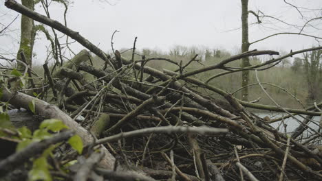 moving through a large pile of sticks in slow motion