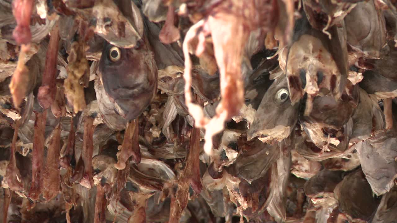 рыбьи головы вывешивают сушиться на вешалках на лофотенских островах в норвегии