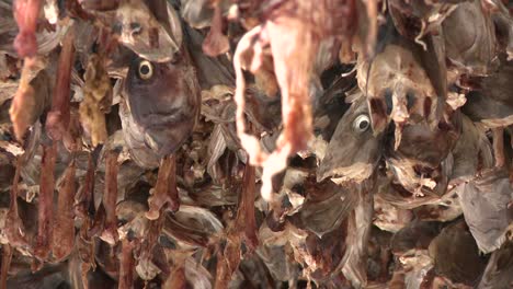 Fish-heads-are-hung-out-to-dry-on-racks-in-the-Lofoten-Islands-Norway