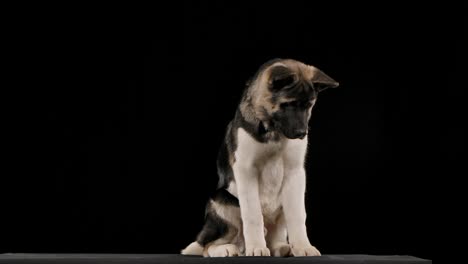 akita inu puppy portrait