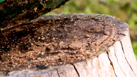 Pesky-garden-ants-on-tree-stump-under-plant-pot-carry-away-white-eggs,-closeup