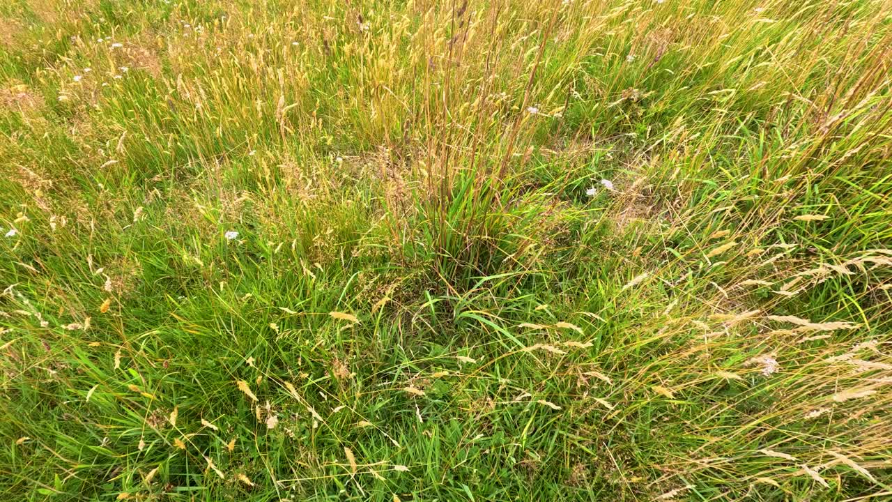 Close-up of wild grasses and flowers swaying in natural daylight, slight camera movement, summer