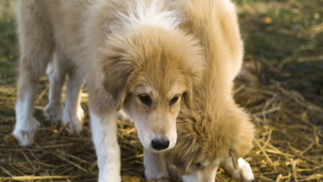 cachorros cruzados de los pirineos anatolianos que se alimentan en el campo