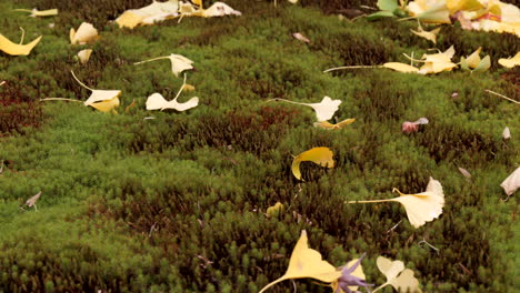 Stone-and-moss-are-components-used-hundreds-of-years-ago-by-the-Buddhist-monks-of-Japan-for-garden-design