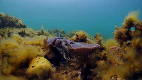 Sepia-Gigante-Australiana-Sepia-Apama-Migración-Whyalla-Sur-De-Australia-4k-Cámara-Lenta,-Apareamiento,-Puesta-De-Huevos,-Lucha,-Agregación,-Bajo-El-Agua