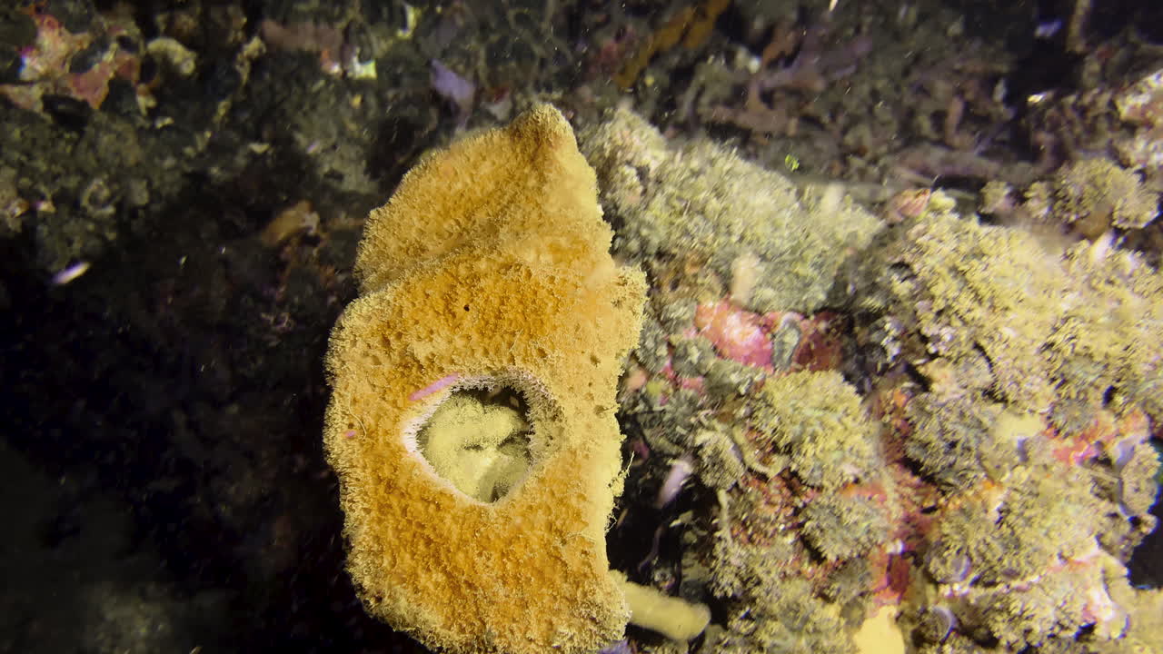 A large Sponge crabs walks down a coral block at night passing a feather star. It is Dr. Haan's Sponge crab. It carries a large yellow sponge with a hole in the middle