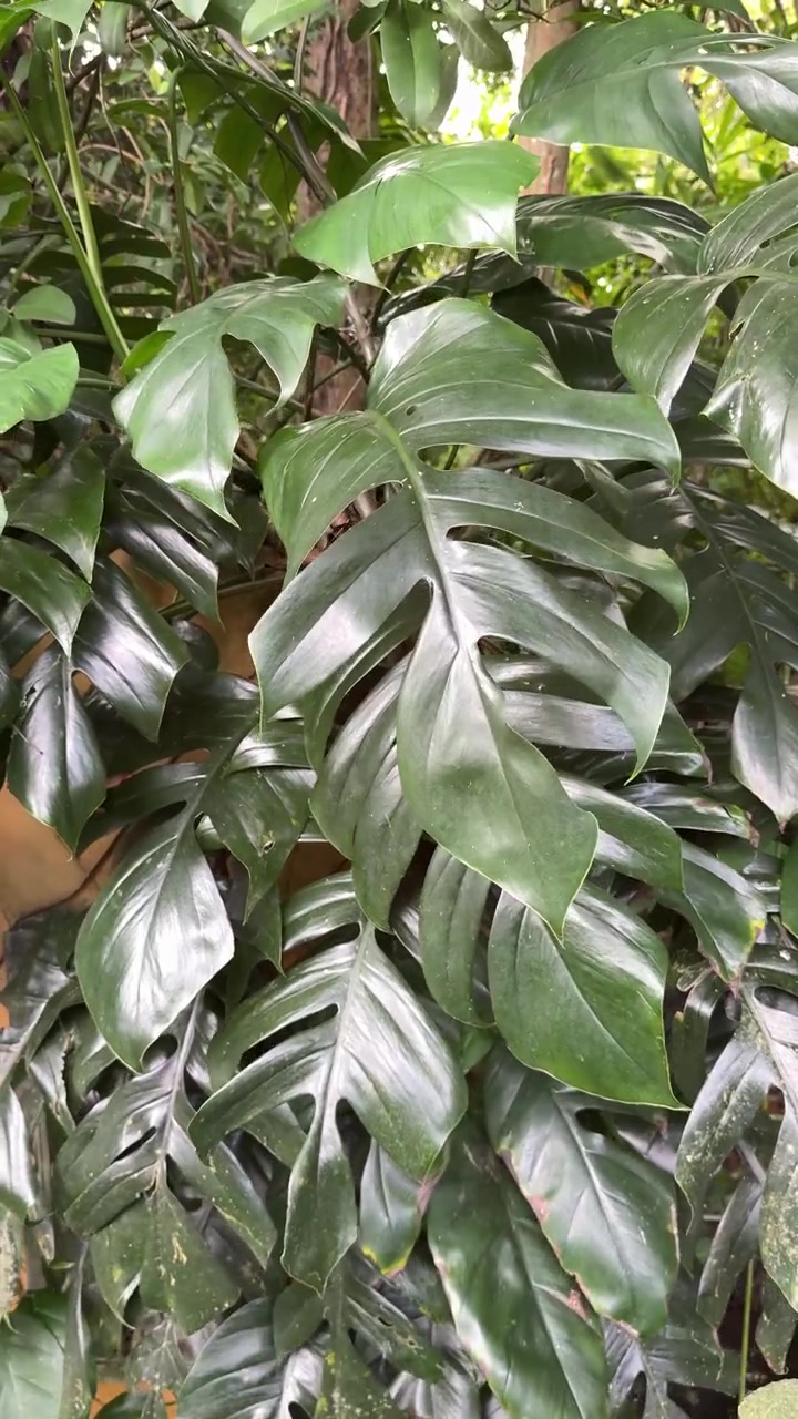 Close-up de Folhas Verdes e Exuberantes de Monstera Balançando Suavemente