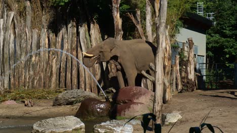 elefante africano que usa el baúl para beber agua en el recinto del zoológico en amersfoort