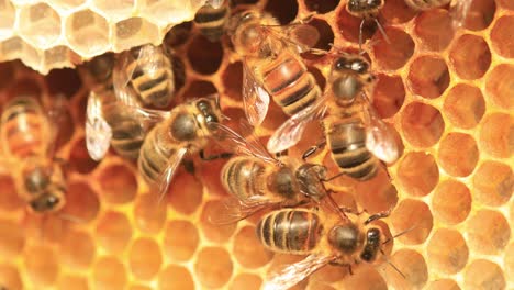 macro closeup of a colony of wild apis mellifera carnica or western honey bees taking care of the inner chambers