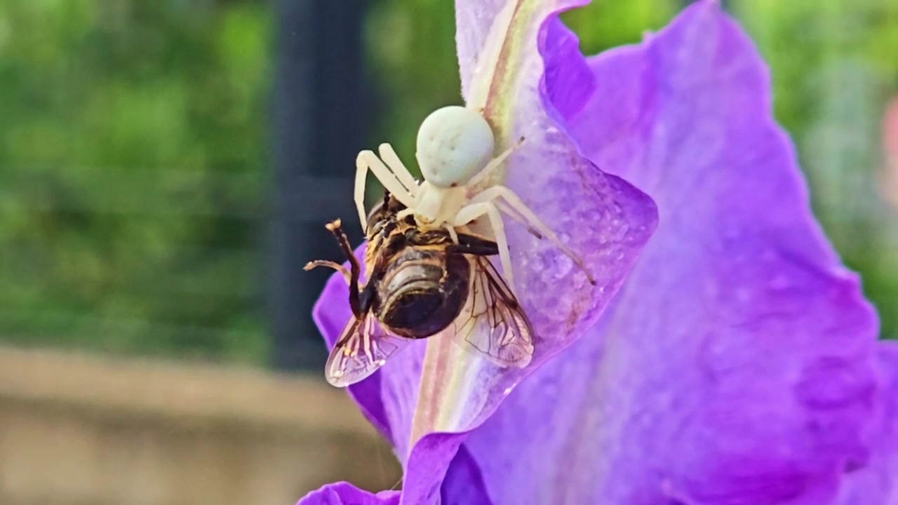 Macro shows crab spider feeding on bee with rain drops on flower