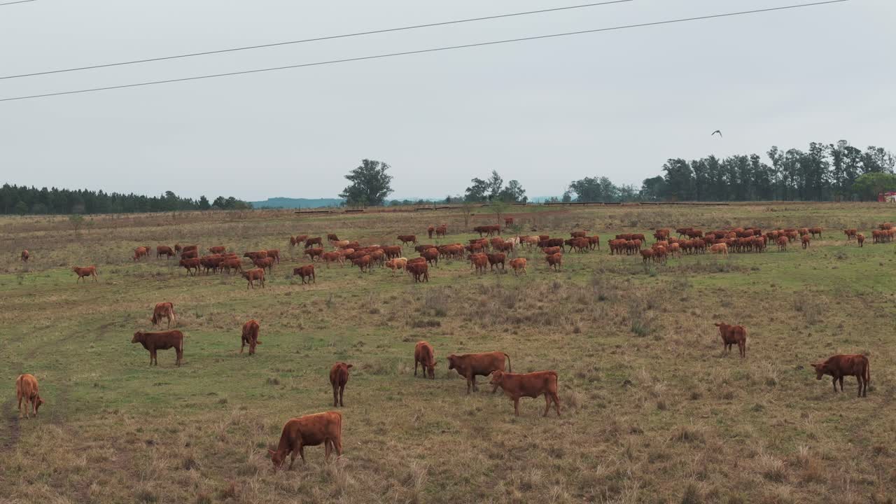 Una mandria di mucche marroni che camminano e pascolano in un campo in una giornata nuvolosa