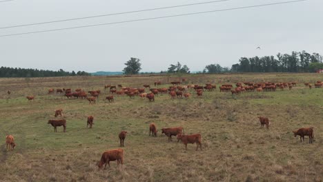 a herd of brown cows walking and grazing in a field on a cloudy day