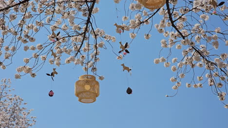 lantern and wind chimes hanging on branches of a sakura tree in bloom during sakura festival at let's run park seoul in south korea