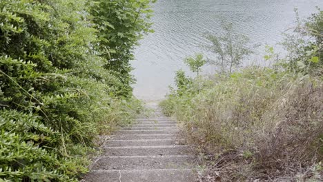 Escaleras-Cubiertas-De-Maleza-A-Través-De-La-Naturaleza-Hasta-Un-Lago.