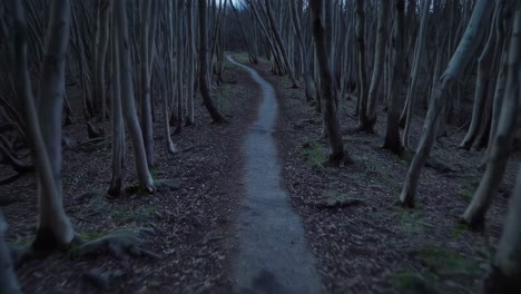 pathway through a serene twilight forest
