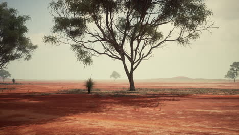 paisaje desértico rojo con árboles