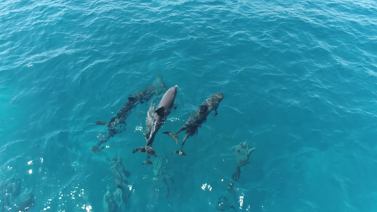 Aerial View of Dolphins Swimming in the Ocean
