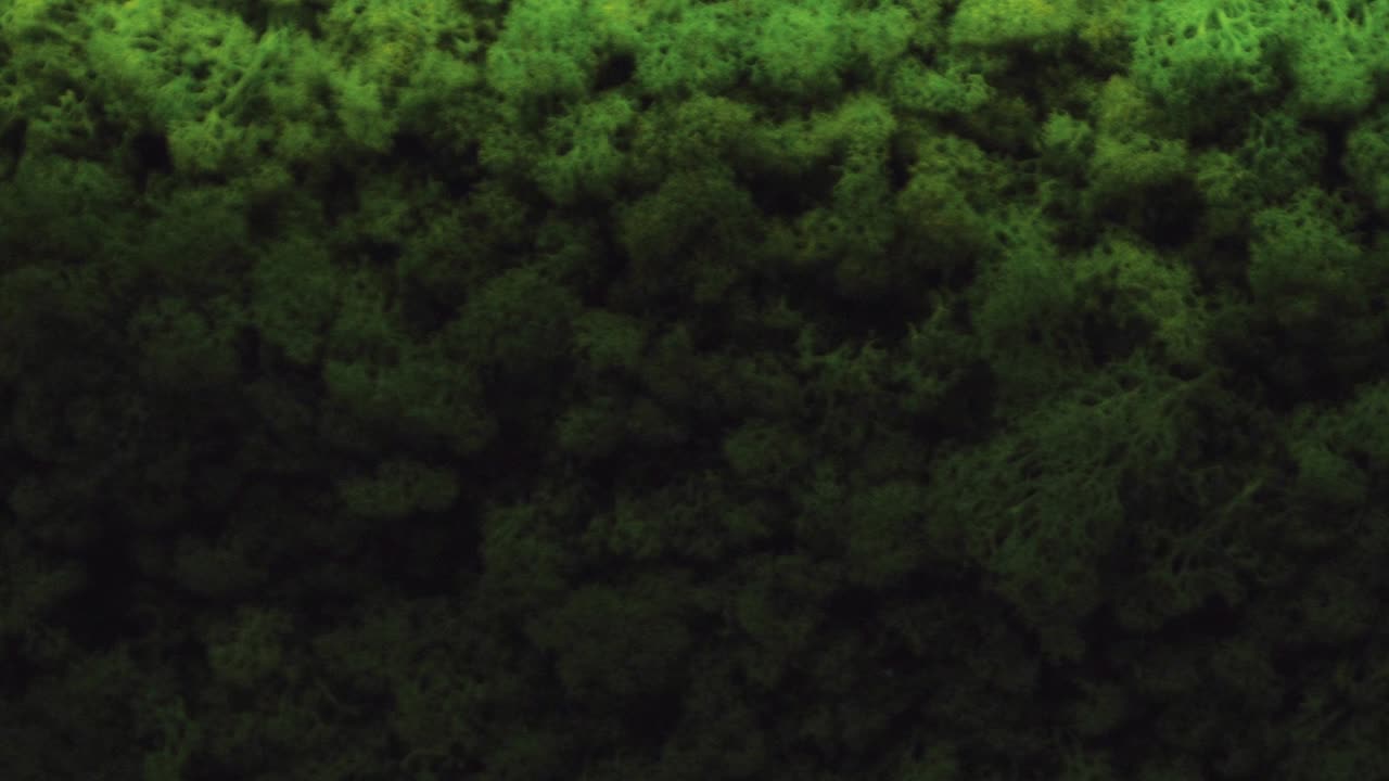 vista de cerca de la pared de musgo decorativo