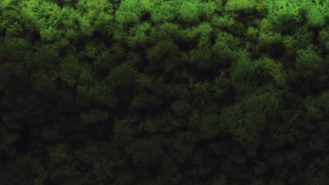 close-up view of decorative moss wall