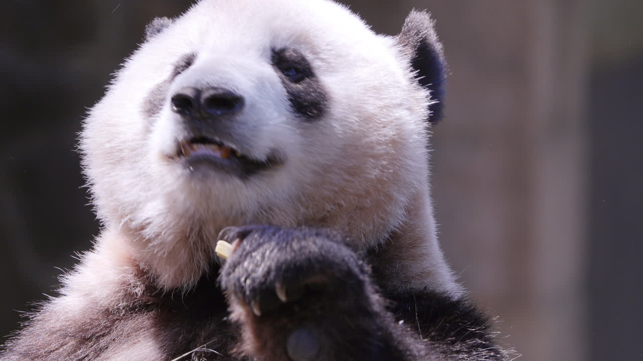 A close up of a panda eating