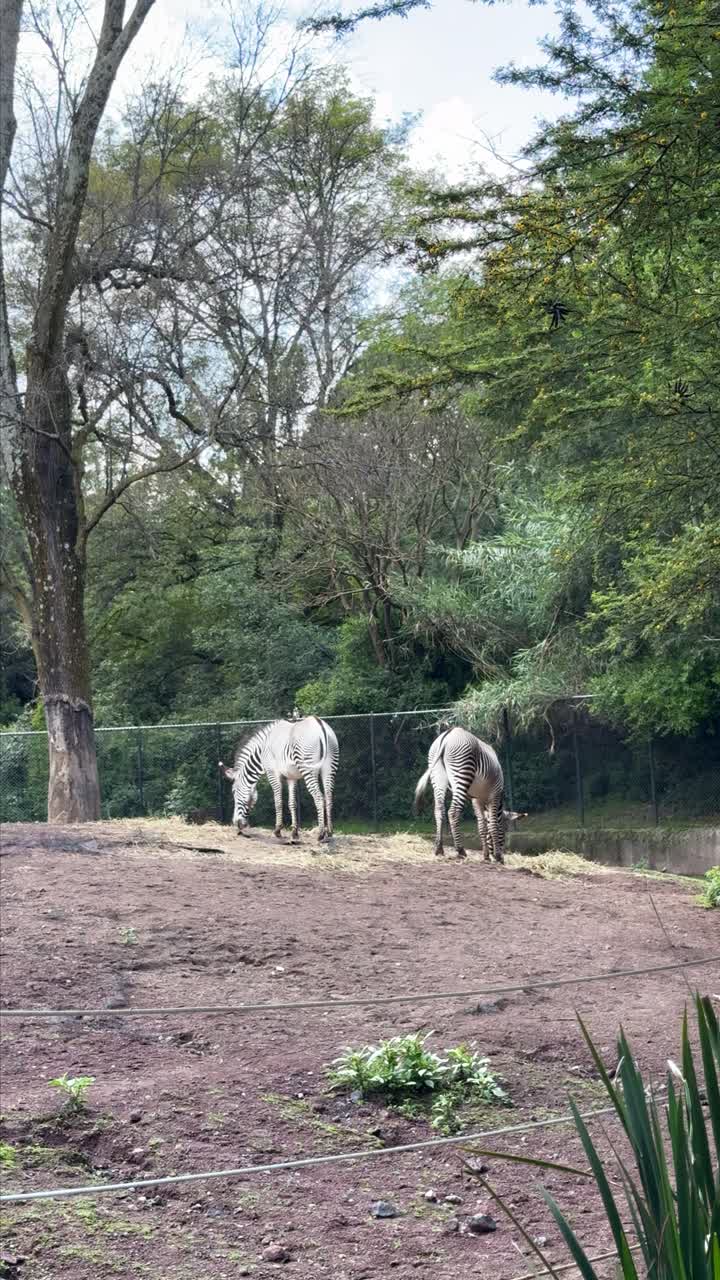 Pair of zebras grazing grass in the zoo
