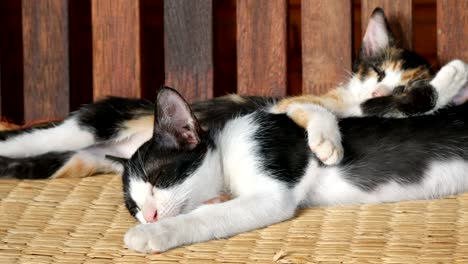 striped  kitten cat