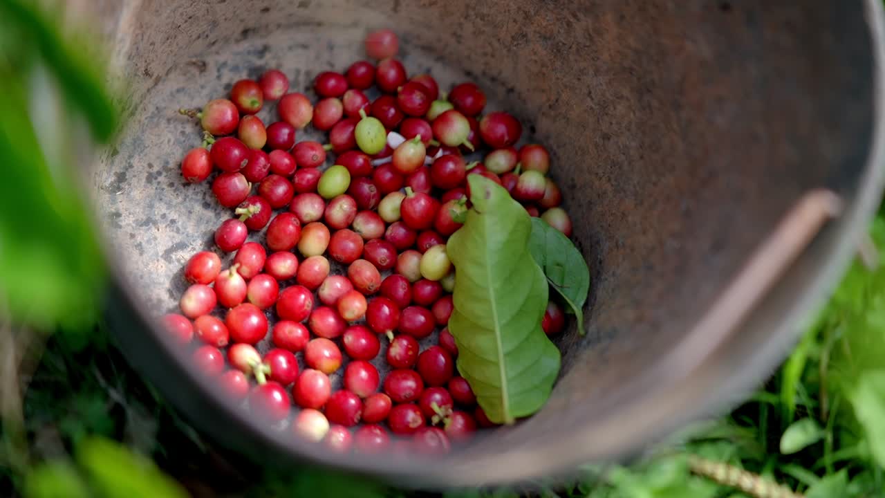 Close up view of an artisanal farmer dropping red and exotic coffee cherries during a harvesting.