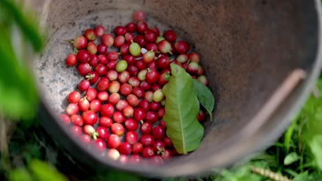 close up view of an artisanal farmer dropping red and exotic coffee cherries during a harvesting.