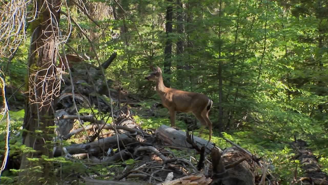 un ciervo alerta se encuentra en un bosque del lago tahoe ubicado en las montañas de sierra nevada