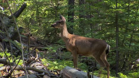 An-alert-deer-stands-in-a-Lake-Tahoe-forest-located-in-the-Sierra-Nevada-mountains