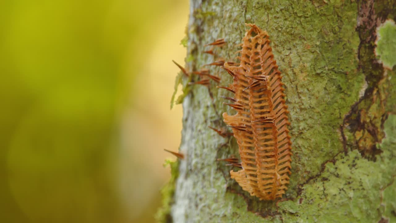 Tiny Fulgoridae nymphs cluster around a Hemiptera egg mass moving slowly on a mossy tree in Peru’s rainforest.