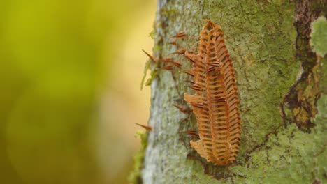 Tiny Fulgoridae nymphs cluster around a Hemiptera egg mass moving slowly on a mossy tree in Peru’s rainforest.