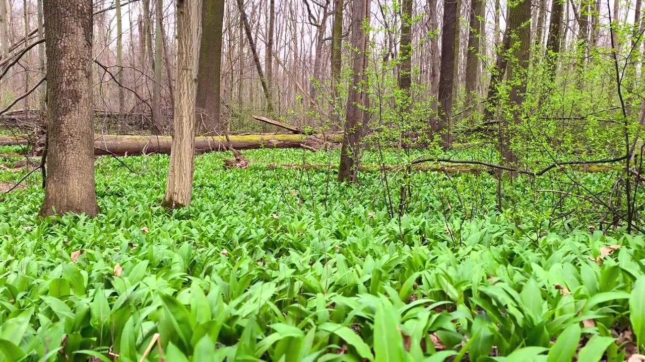 Shot of natural reserve covered with wild garlic among trees during spring day in peaceful forest environment.