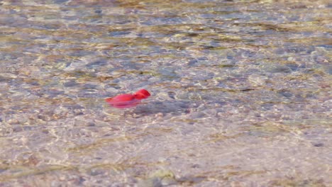 desechos de plástico rojo flotando en el agua siendo tomados por la corriente, en cámara lenta