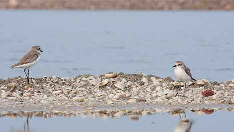 dos individuos uno frente al otro mientras caminan alrededor de una salina