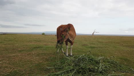 Bali-Cow-Grazing-in-the-Meadow,-Cinematic-Symmetric-Shot