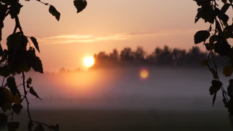 horizon with golden sun behind branches, brand new start concept