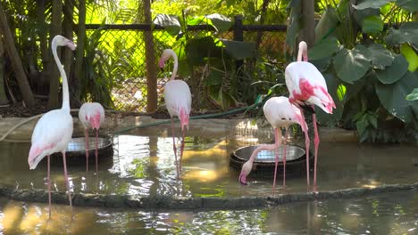 pink flamingos in a tropical garden