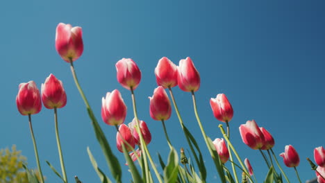tulipanes rosas contra el cielo azul