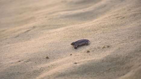 tortuga bebé caminando en la arena hacia el mar