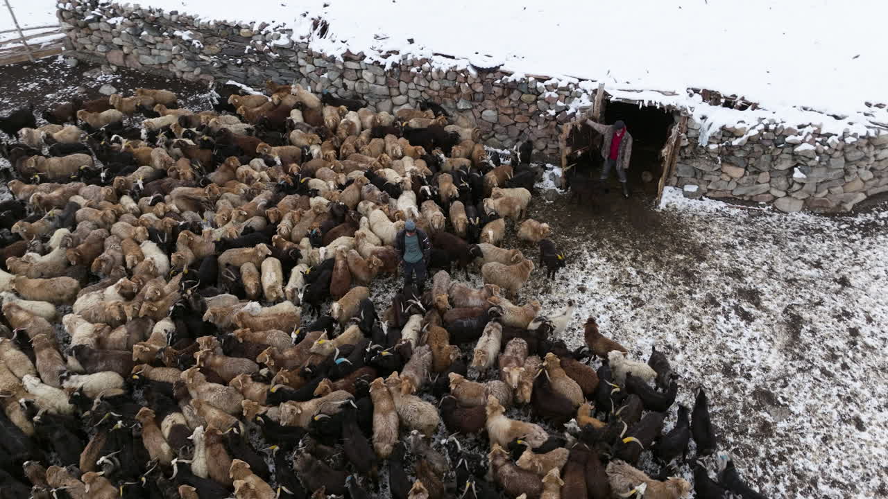 Uomo che conta le pecore nel loro recinto in inverno in Mongolia - Drone orbitante